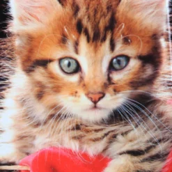 Ensemble 4 Valises Madisson Chaton -Promos Valise Raffine Magasin ensemble valise madisson 842951z